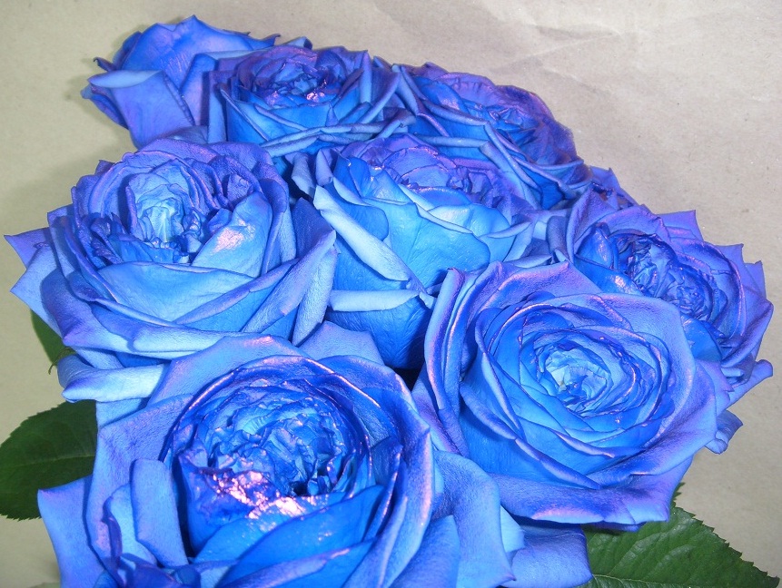 Синие розы.jpg